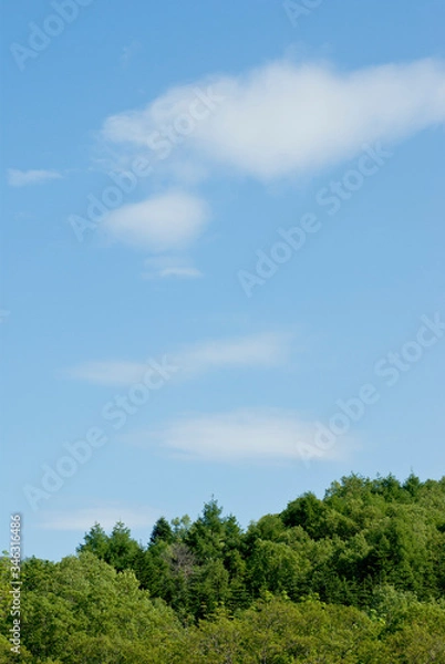 Fototapeta 森の上に白い雲がポッカリと