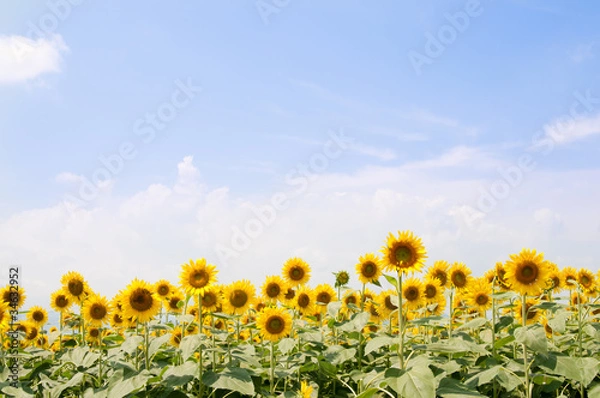 Fototapeta sunflower