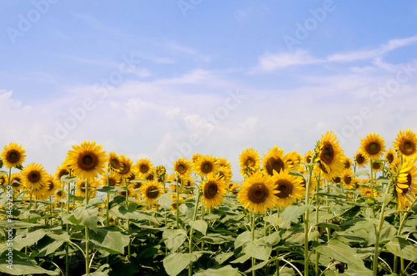 Fototapeta sunflower