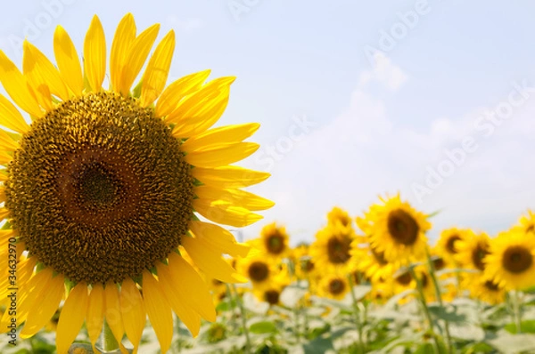 Fototapeta sunflower