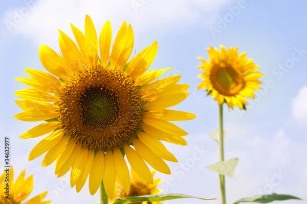 Fototapeta sunflower