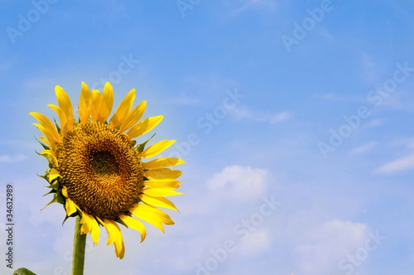 Fototapeta sunflower