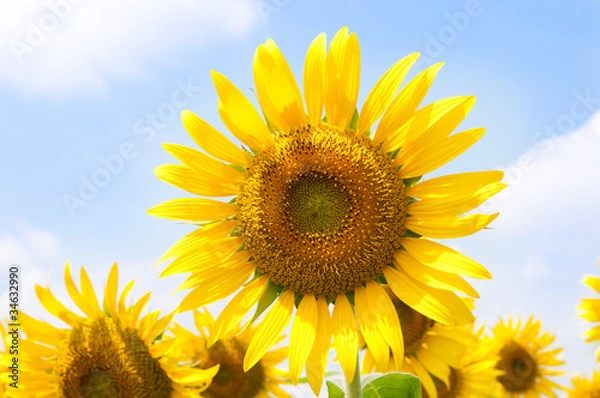Fototapeta sunflower