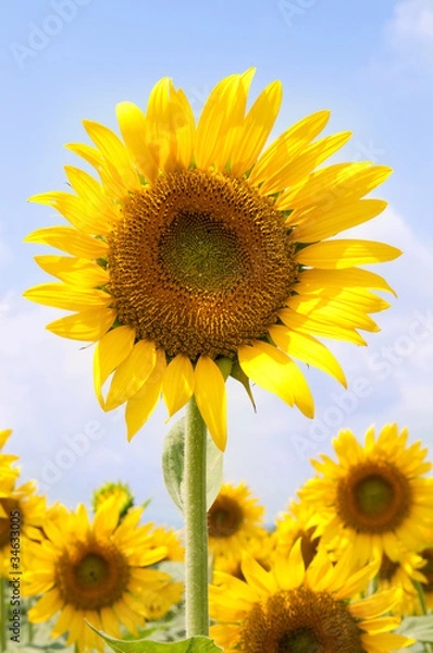 Fototapeta sunflower