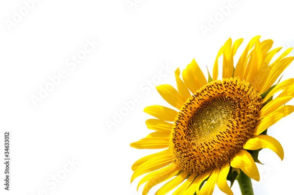 Fototapeta sunflower