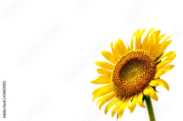 Fototapeta sunflower