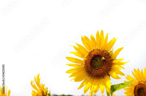 Fototapeta sunflower