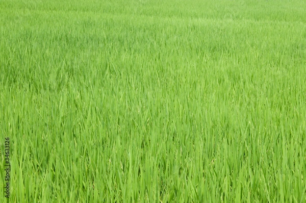 Fototapeta rice grass
