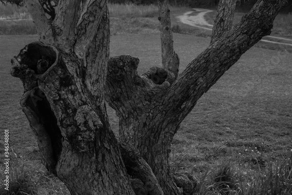 Fototapeta 古い木