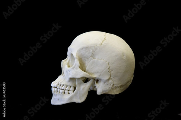 Fototapeta human skull