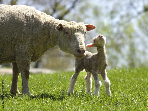 Fototapeta ewe and calf