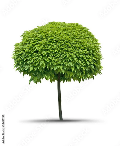 Fototapeta Isolated tree Catalpa- white background