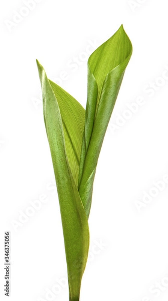 Fototapeta Lily of the valley flower leaves on an isolated white background. Close-up.may-lily