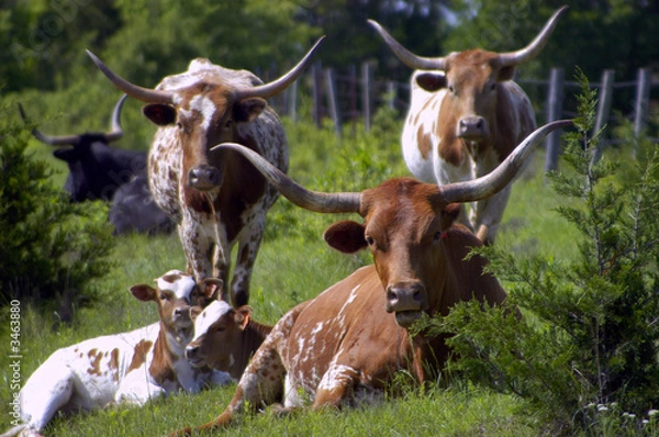 Obraz longhorn cattle