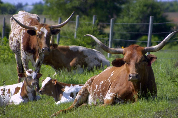 Obraz longhorn cattle 2