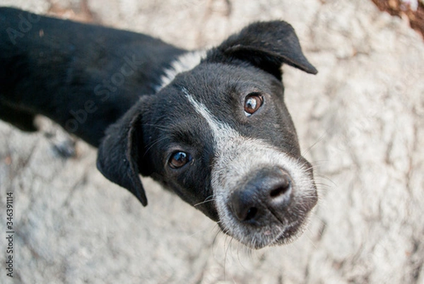 Obraz タイのチェンマイで出会った黒と白の野良犬