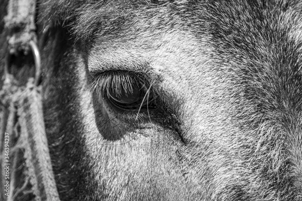 Fototapeta Artistic close-up of a donkey. Donkey portrait. Image black and white