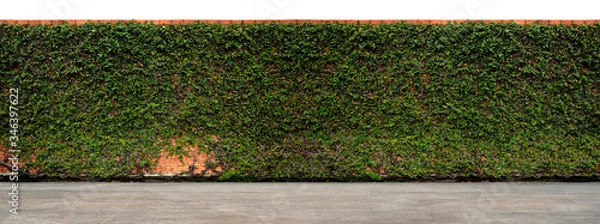 Fototapeta Long hedge with creeping fig vine cover all of area, the upper part isolated on white background. A gray cement floor in foreground. 


