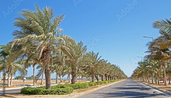 Obraz Palm trees by the road