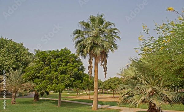 Fototapeta A palm tree in the garden at Yanbu AlSinaiyah