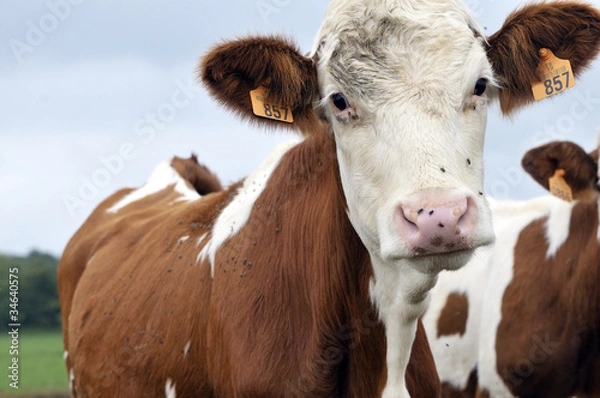 Fototapeta Génisse "Race Montbéliarde"