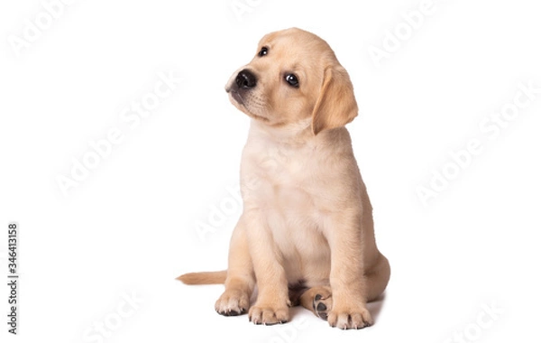 Obraz Śliczny szczeniak labrador siedzi na białym tle