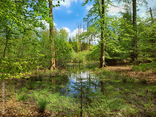 Obraz Kaltenhofer Moor in Schleswig-Holstein in Germany