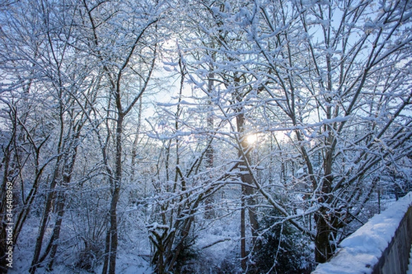 Obraz Snow covered trees

