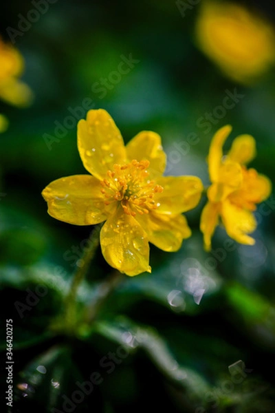 Fototapeta yellow flowers in morning Ross