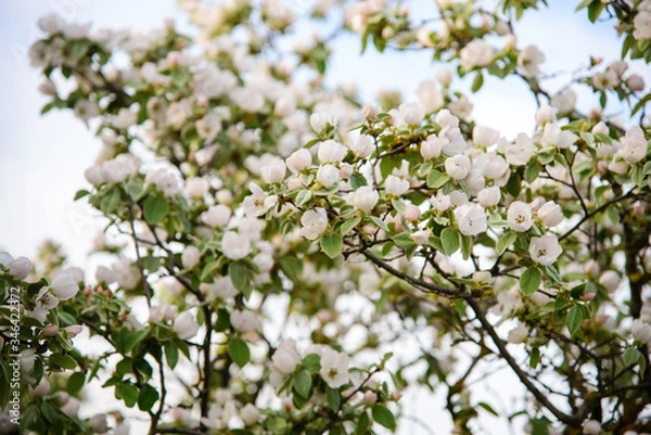 Obraz 
blooming wild pear