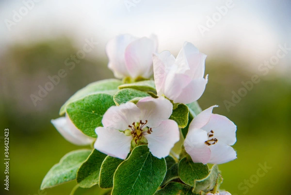 Obraz 
flowering twig