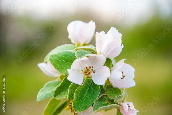 Obraz 
flowering twig