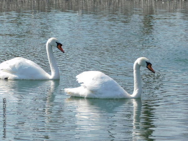 Fototapeta лебеди