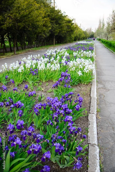 Obraz 
beautiful irises