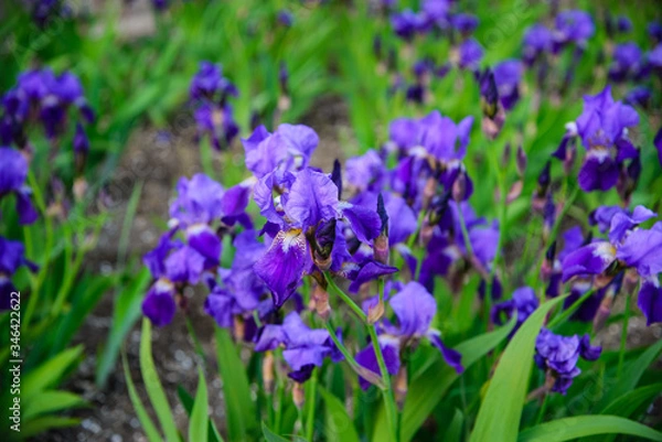 Obraz 
purple iris