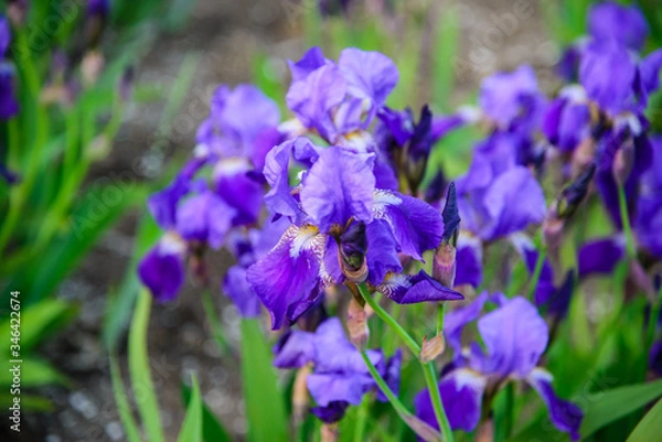 Obraz 
purple iris