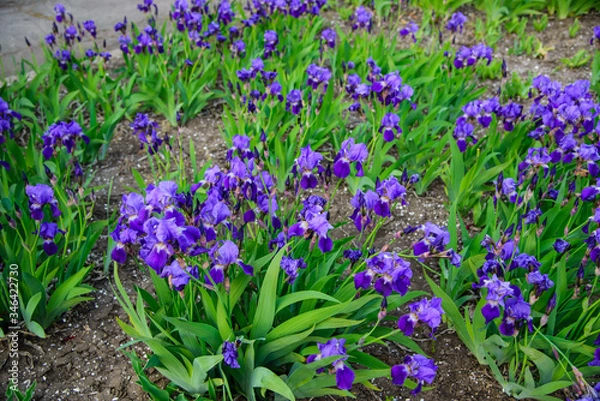 Fototapeta 
purple iris