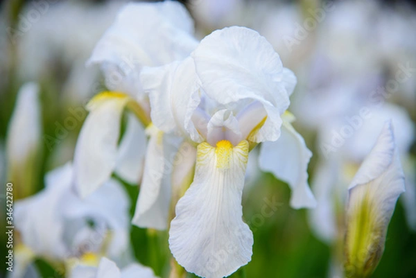 Obraz 
white iris flower