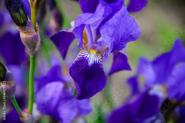 Obraz 
purple iris