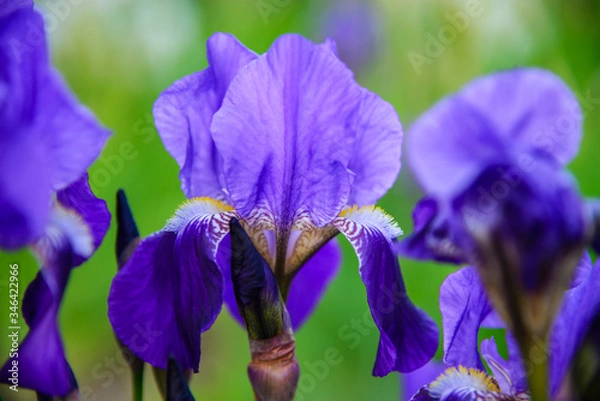 Obraz 
purple iris