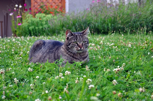 Obraz Katze im Garten