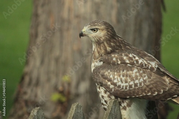 Obraz Majestic falcon