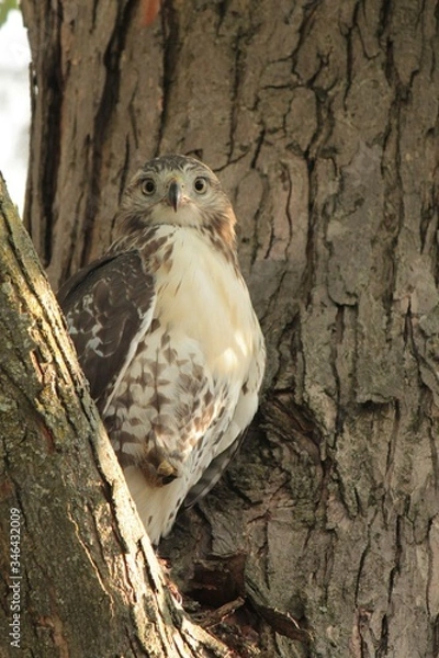 Obraz Surprised falcon