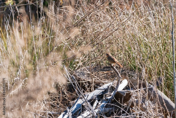 Fototapeta small bird posing on a branch