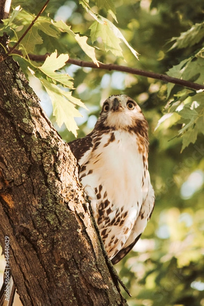 Obraz Falcon in a tree