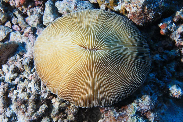 Fototapeta Common mushroom coral