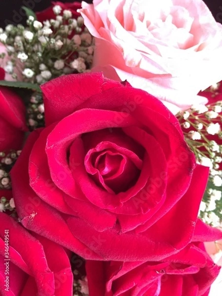 Obraz Red rose blurry background