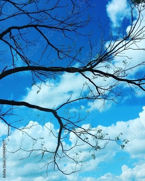 Obraz Tree branches against blue sky