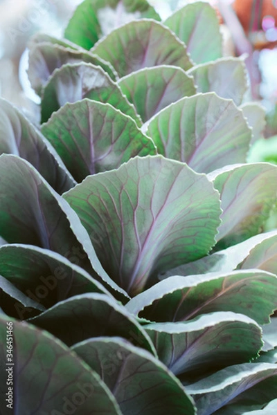Obraz looking up at leaves