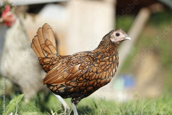 Obraz free range chicken